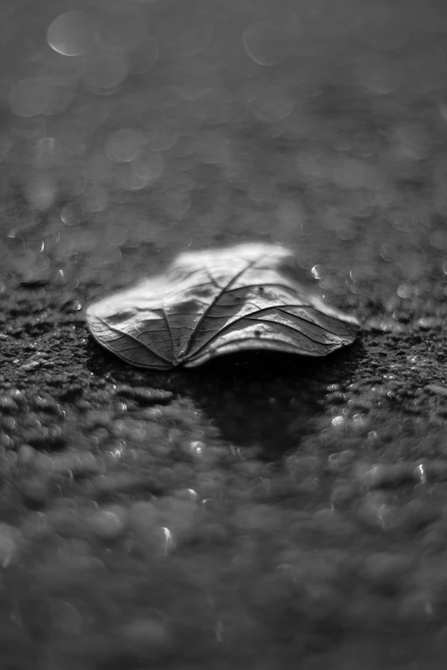 Leaf, grayscale — photograph by Ibrahim Ifaaz, Maldives