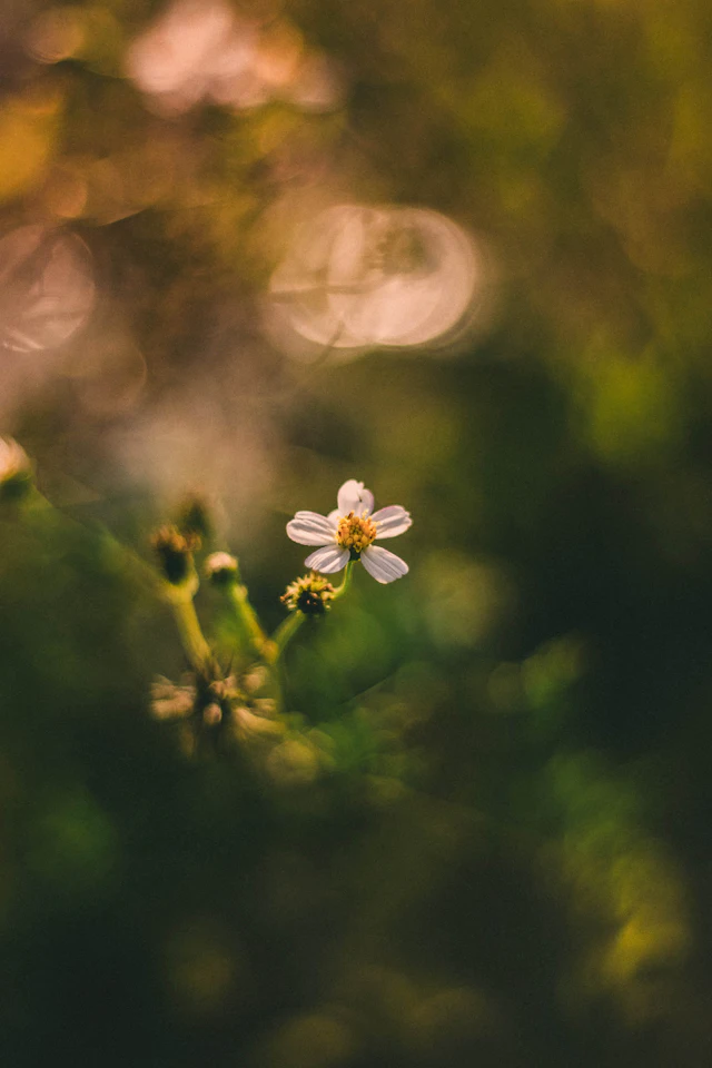 White petaled flower — photograph by Ibrahim Ifaaz, Maldives