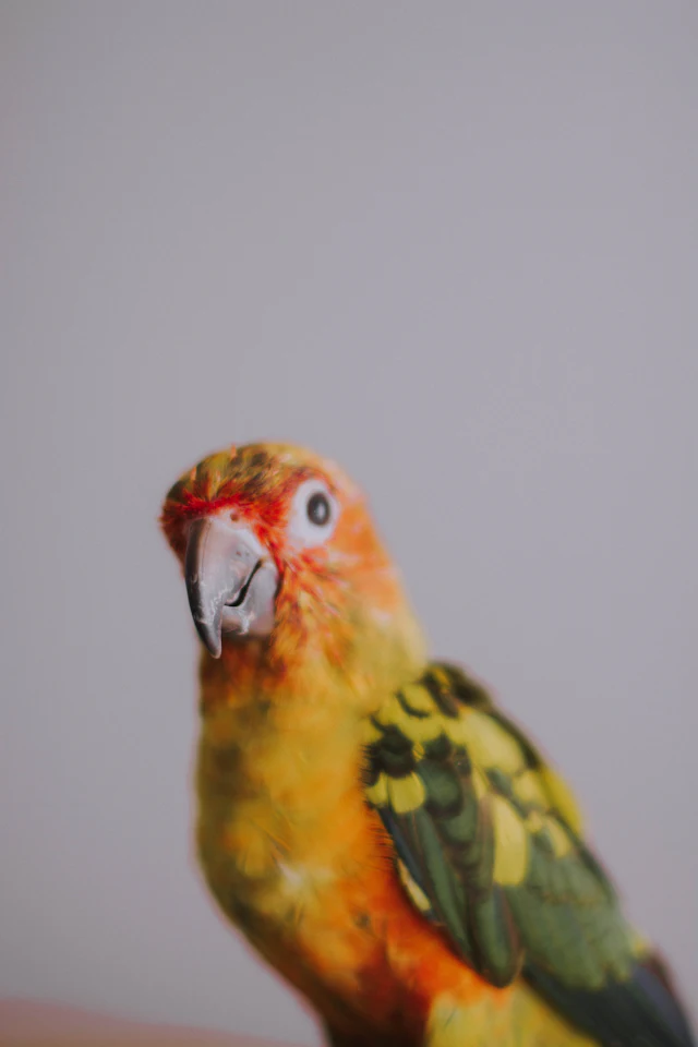 Red, yellow and green bird — photograph by Ibrahim Ifaaz, Maldives