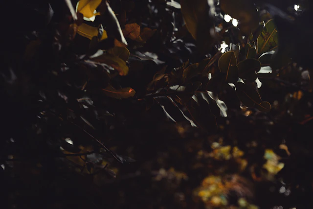 Leaves on the ground — photograph by Ibrahim Ifaaz, Maldives